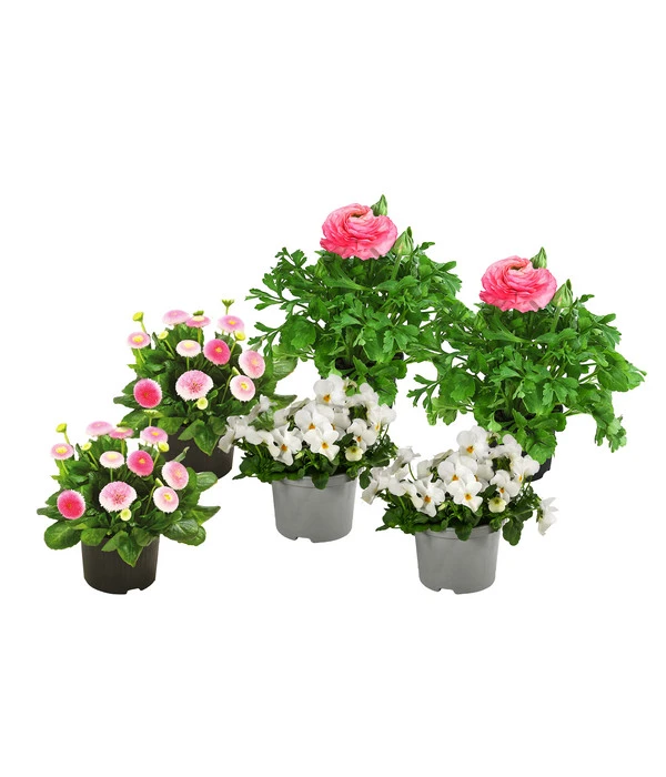 Beet- & Balkonpflanzen-Set Traum In Rosa, 6-teilig 1 Beet- & Balkonpflanzen-Set Traum In Rosa, 6-teilig