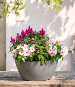 Kugelamaranth -Pflanzen Promotion Geschäft 8800666 PR MO 001 Beet Balkon Set