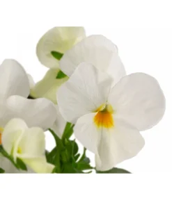 Beet- & Balkonpflanzen-Set Weißer Frühling, 6-teilig -Pflanzen Promotion Geschäft 8808685 WE DE 002 ViolaCornutaWeiss 1