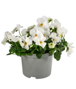 Beet- & Balkonpflanzen-Set Weißer Frühling, 6-teilig -Pflanzen Promotion Geschäft 8808685 WE FS ViolaCornutaWeissGelb 1