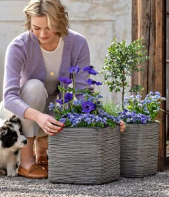 Vergissmeinnicht 'Myomark' -Pflanzen Promotion Geschäft 8809386 WE MO 001 FrueheFarbenBlau