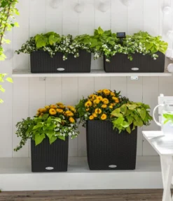 Schneeflockenblume 10 Schneeflockenblume -Pflanzen Promotion Geschäft 8809592 8824500 WE MO 001 SuteraSchneefloeckchenWeiss GC07 2022 01 1