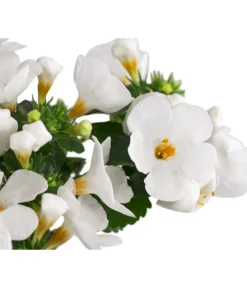 Schneeflockenblume 13 Schneeflockenblume -Pflanzen Promotion Geschäft 8809592 WE DE 002 SchneefloeckchenWeiss