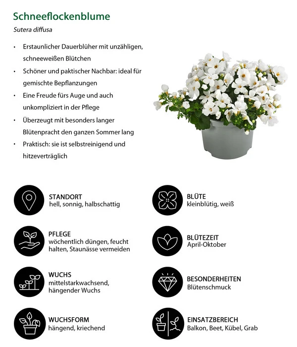 Schneeflockenblume 6 Schneeflockenblume – Bild 6