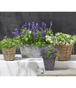 Männertreu 'Blue Eye' 9 Männertreu 'Blue Eye' -Pflanzen Promotion Geschäft 8809592 WE MO 002 MaennertreuSutera