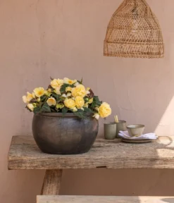 Hängebegonie 'Champagner' -Pflanzen Promotion Geschäft 8809709 8504383 WE MO 002 HaengebegonieChampagner