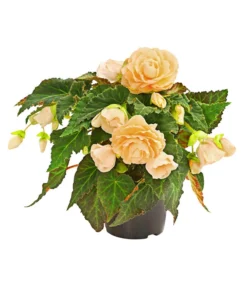 Hängebegonie 'Champagner'