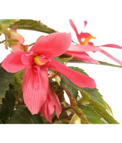 Hängebegonie, Verschiedene Sorten -Pflanzen Promotion Geschäft 8809741 PR DE 001 HaengebegonieBoliviensisT12DehnerExpressHerzig