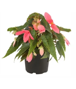 Hängebegonie, Verschiedene Sorten -Pflanzen Promotion Geschäft 8809741 PR FS 001 HaengebegonieBoliviensisT12DehnerExpressHerzig