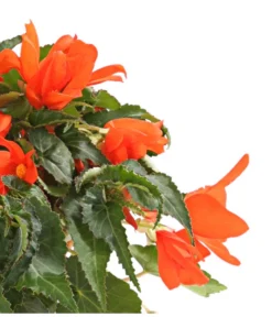 Hängebegonie, Verschiedene Sorten -Pflanzen Promotion Geschäft 8809741 WE DE 001 HaengebegonieBegoniaBoliviensisT12OWDehnerExpressHerzig