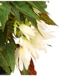 Hängebegonie, Verschiedene Sorten -Pflanzen Promotion Geschäft 8809741 WE DE 002 HaengebegonieBoliviensisDehner