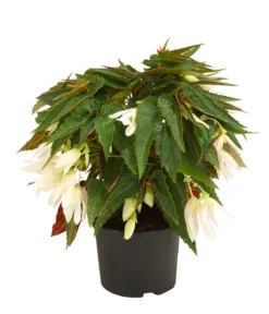 Hängebegonie, Verschiedene Sorten -Pflanzen Promotion Geschäft 8809741 WE FS 002 HaengebegonieBoliviensisDehner