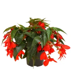 Hängebegonie, Verschiedene Sorten