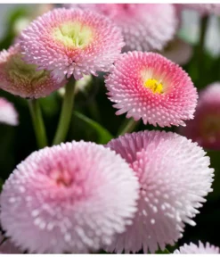 Beet- & Balkonpflanzen-Set Rosa Frühling, 6-teilig -Pflanzen Promotion Geschäft 8809857 PR DE 003 BellisRosaErdbeersahneGaensebluemchenSonderfarben 1