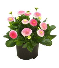 Beet- & Balkonpflanzen-Set Traum In Rosa, 6-teilig 14 Beet- & Balkonpflanzen-Set Traum In Rosa, 6-teilig -Pflanzen Promotion Geschäft 8809857 WE FS 001 BellisSonderfarbenGaensebluemchenSofaErdbeersahne