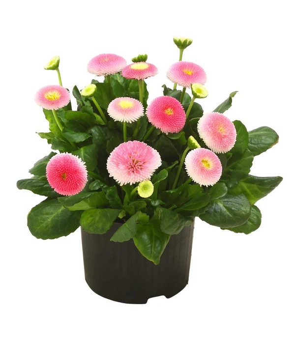 Beet- & Balkonpflanzen-Set Traum In Rosa, 6-teilig 6 Beet- & Balkonpflanzen-Set Traum In Rosa, 6-teilig – Bild 6