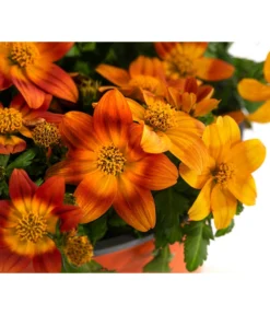 Goldmarie, Orange -Pflanzen Promotion Geschäft 8810020 WE DE 001 BidensOrangeT12
