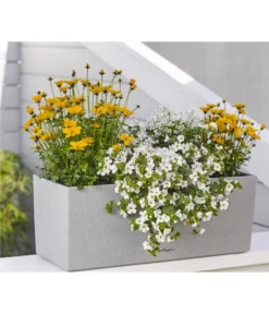 Schneeflockenblume 9 Schneeflockenblume -Pflanzen Promotion Geschäft 8810038 WE MO 001 BidensGoldenEmpireT12SuteraWeissT11EuphorbiaDiamondfrostT11 8809592 8823155 Renner