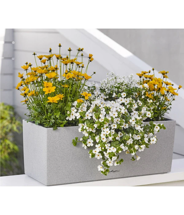 Schneeflockenblume 3 Schneeflockenblume – Bild 3