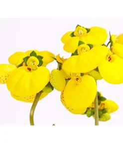 Pantoffelblume 'Calynopsis', Verschiedene Farben -Pflanzen Promotion Geschäft 8810285 PR DE 001 CalceolariaCalynopsisPremiumPantoffelblumeT12DehnerHerzig