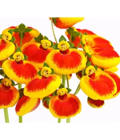 Pantoffelblume 'Calynopsis', Verschiedene Farben -Pflanzen Promotion Geschäft 8810285 PR DE 002 CalceolariaCalynopsisPremiumPantoffelblumeT12DehnerHerzig
