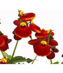 Pantoffelblume 'Calynopsis', Verschiedene Farben -Pflanzen Promotion Geschäft 8810285 PR DE 003 CalceolariaCalynopsisPremiumPantoffelblumeT12DehnerHerzig