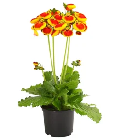 Pantoffelblume 'Calynopsis', Verschiedene Farben -Pflanzen Promotion Geschäft 8810285 PR FS 002 CalceolariaCalynopsisPremiumPantoffelblumeT12DehnerHerzig