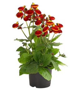 Pantoffelblume 'Calynopsis', Verschiedene Farben -Pflanzen Promotion Geschäft 8810285 PR FS 003 CalceolariaCalynopsisPremiumPantoffelblumeT12DehnerHerzig