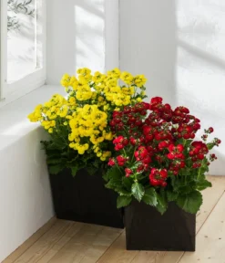 Pantoffelblume 'Calynopsis', Verschiedene Farben -Pflanzen Promotion Geschäft 8810285 WE MO 001 CalceolariaCalynopsisPantoffelblume content 2022