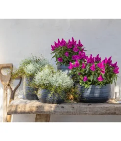 Mueca - Gitterkraut Und Mühlenbeckia -Pflanzen Promotion Geschäft 8810657 WE MO 002 Celosia