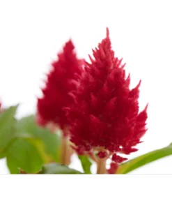 Federbusch, Verschiedene Sorten -Pflanzen Promotion Geschäft 8810715 PR DE 001 CelosiaMixT11hahnenkammDehnerExpressZS