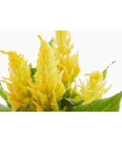 Federbusch, Verschiedene Sorten -Pflanzen Promotion Geschäft 8810715 PR DE 001 FederbuschCelosiaMixT11DehnerExpressZS