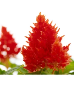 Federbusch, Verschiedene Sorten -Pflanzen Promotion Geschäft 8810715 PR DE 002 CelosiaMixT11hahnenkammDehnerExpressZS