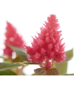 Federbusch, Verschiedene Sorten -Pflanzen Promotion Geschäft 8810715 PR DE 005 CelosiaMixT11hahnenkammDehnerExpressZS