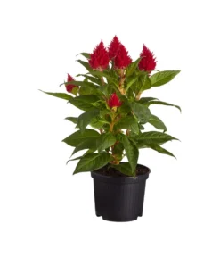 Federbusch, Verschiedene Sorten -Pflanzen Promotion Geschäft 8810715 PR FS 001 CelosiaMixT11hahnenkammDehnerExpressZS