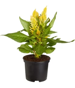 Federbusch, Verschiedene Sorten -Pflanzen Promotion Geschäft 8810715 PR FS 001 FederbuschCelosiaMixT11DehnerExpressZS