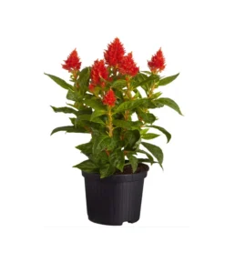 Federbusch, Verschiedene Sorten -Pflanzen Promotion Geschäft 8810715 PR FS 002 CelosiaMixT11hahnenkammDehnerExpressZS