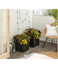 Buntnessel-Trio - Solenostemon Scutellarioides -Pflanzen Promotion Geschäft 8811127 WE MO 001 SolenostemonBuntnesselT13 BestOf 2022 Header Querformt