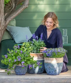 Männertreu 'Blue Eye' 11 Männertreu 'Blue Eye' -Pflanzen Promotion Geschäft 8811143 WE MO 001 BlaueMauritius