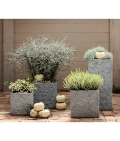 Knospenheide, Verschiedene Sorten 13 Knospenheide, Verschiedene Sorten -Pflanzen Promotion Geschäft 8811184 7084932 8805913 WE MO 001 Zickzackstrauch Gitterkraut Knospenheide