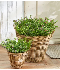 Köcherblümchen, Busch, Verschiedene Farben -Pflanzen Promotion Geschäft 8811366 8594673 8594244 PR MO 003 CupheaHyssopifT11BL18UveSauer