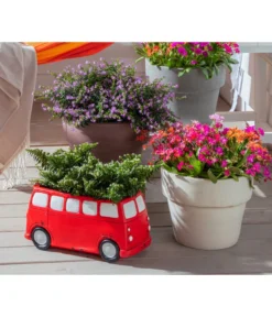 Köcherblümchen, Busch, Verschiedene Farben -Pflanzen Promotion Geschäft 8811366 WE MO 002 CupheaHyssopifoliaKoecherbluemchen