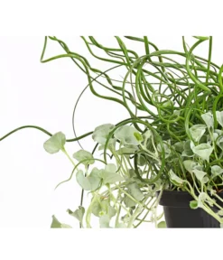 Pflanzen-Duo Herbstregen -Pflanzen Promotion Geschäft 8811820 WE DE 001 DichondraJuncusSilberregenLiebeslockenT12DehnerExpressHerzig