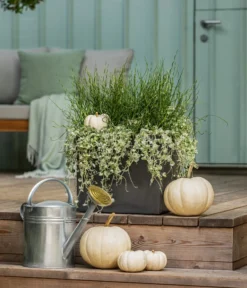 Pflanzen-Duo Herbstregen -Pflanzen Promotion Geschäft 8811820 WE MO 001 DichondraJunkusSilberregenLiebeslockenT12 GC13 2022