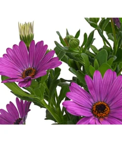 Kapkörbchen, Verschiedene Farben -Pflanzen Promotion Geschäft 8812083 WE DE 001 KapkoerbchenOsteospermumCultivarsT12OWDehnerExpressHerzig