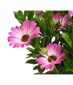 Kapkörbchen, Verschiedene Farben -Pflanzen Promotion Geschäft 8812083 WE DE 003 KapkoerbchenOsteospermumCultivarsT12OWDehnerExpressHerzig