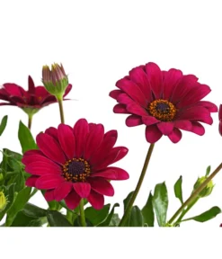 Kapkörbchen, Verschiedene Farben -Pflanzen Promotion Geschäft 8812083 WE DE 004 KapkoerbchenOsteospermumCultivarsT12OWDehnerExpressHerzig