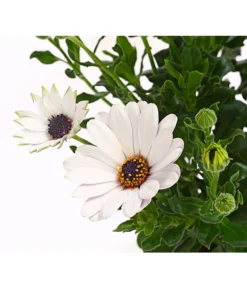 Kapkörbchen, Verschiedene Farben -Pflanzen Promotion Geschäft 8812083 WE DE 005 KapkoerbchenOsteospermumCultivarsT12OWDehnerExpressHerzig