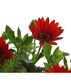 Kapkörbchen, Verschiedene Farben -Pflanzen Promotion Geschäft 8812083 WE DE 006 KapkoerbchenOsteospermumCultivarsT12OWDehnerExpressHerzig