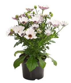 Kapkörbchen, Verschiedene Farben -Pflanzen Promotion Geschäft 8812083 WE FS 005 KapkoerbchenOsteospermumCultivarsT12OWDehnerExpressHerzig